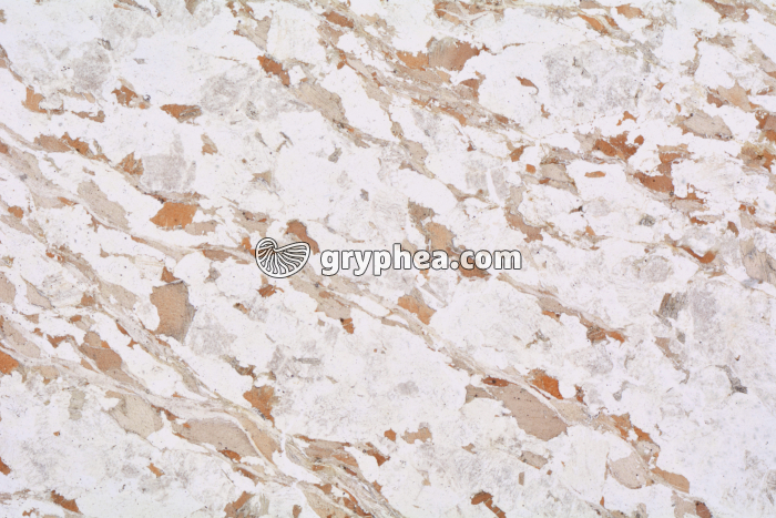 Gneiss LPNA x3,5 - gryphea.com